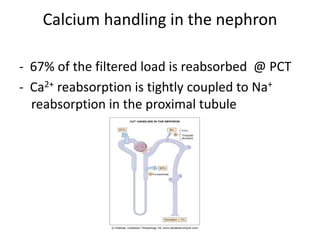Calcium handling in the nephron

- 67% of the filtered load is reabsorbed @ PCT
- Ca2+ reabsorption is tightly coupled to Na+
  reabsorption in the proximal tubule
 