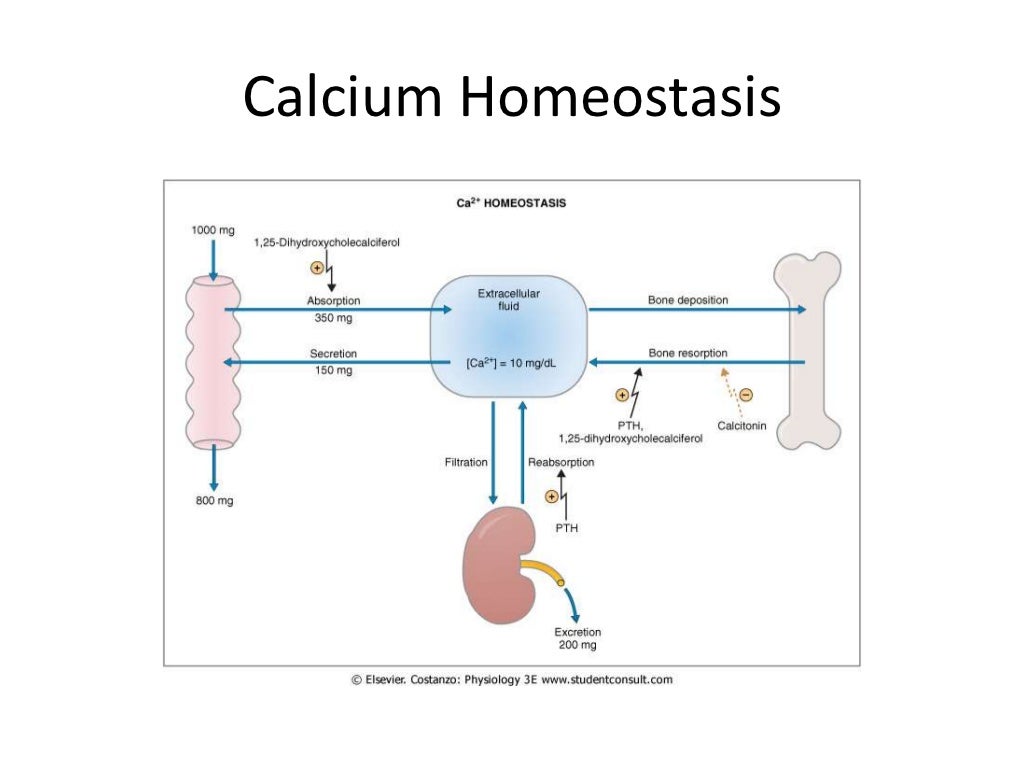 Calcium homeostasis