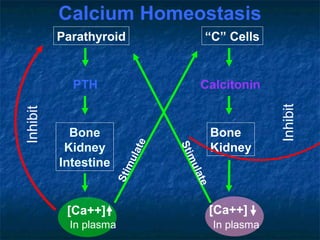Parathyroid “C” Cells
PTH Calcitonin
Bone
Kidney
Intestine
Bone
Kidney
[Ca++] [Ca++]
Stimulate
Stimulate
Inhibit
Inhibit
In plasma In plasma
Calcium Homeostasis
 