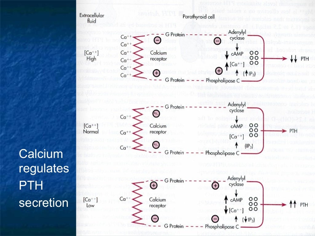 Calcium homeostasis