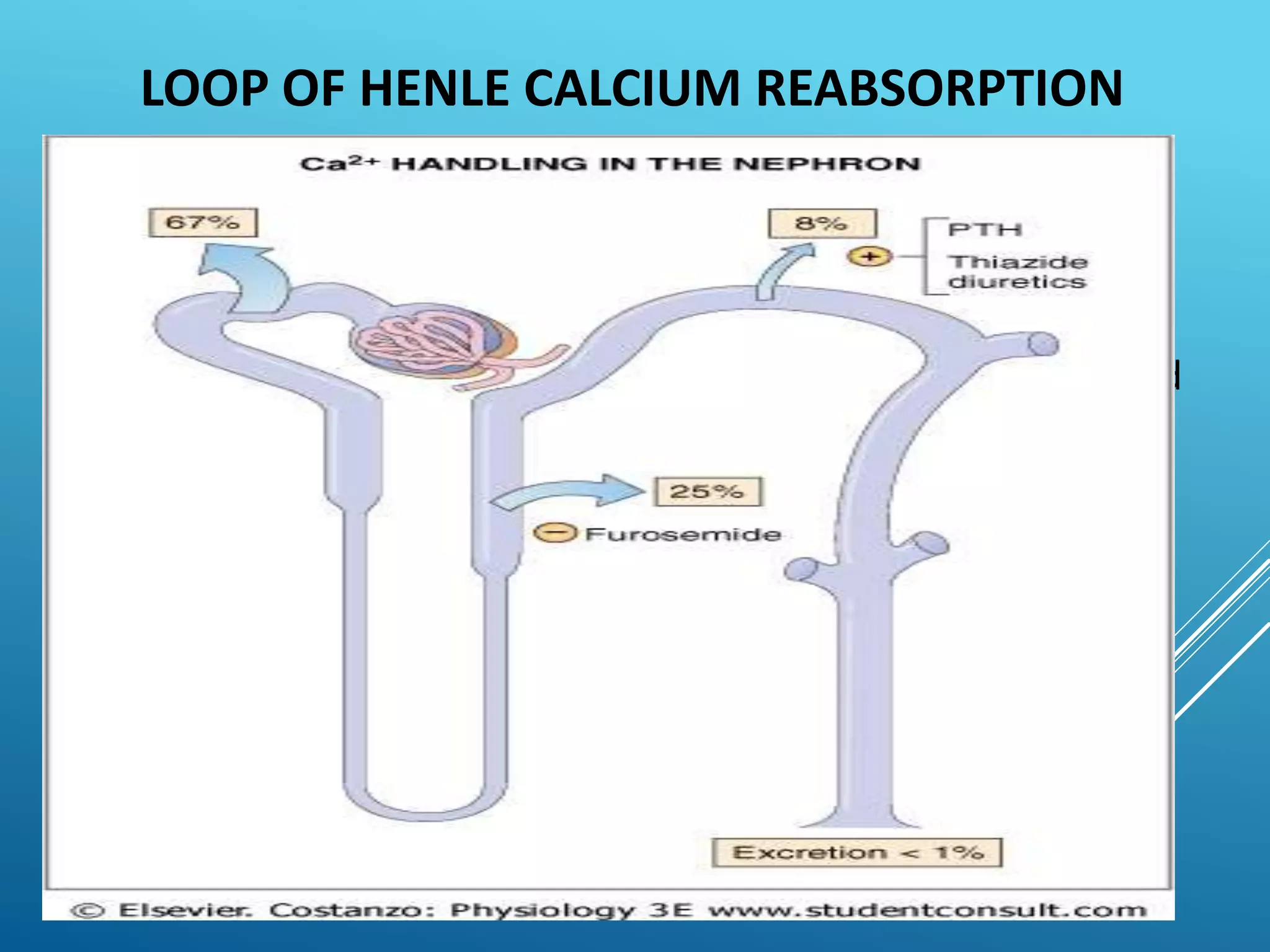 LOOP OF HENLE CALCIUM REABSORPTION
• In the loop of Henle, calcium reabsorption is
restricted to the thick ascending limb.
• approximately 50% of Ca++ reabsorption is paracellular, and
approximately 50% is transcellular in the proximal tubule.
 