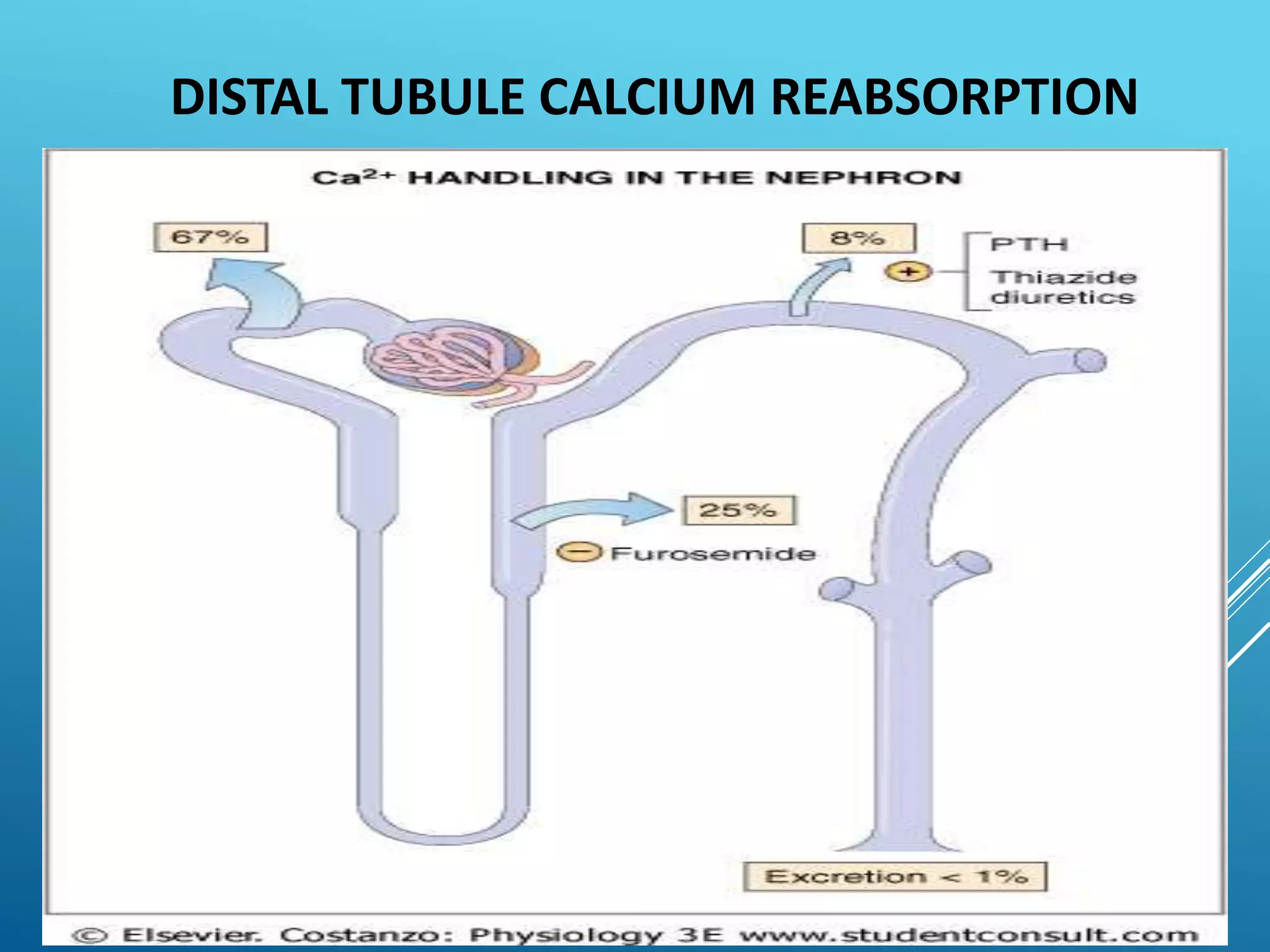 DISTAL TUBULE CALCIUM REABSORPTION
• Reabsorption of Ca++ by the distal tubule is exclusively
transcellular.
• In the distal tubule, where the voltage in the tubule lumen
is electrically negative with respect to blood, reabsorption
of Ca++ is entirely active
 