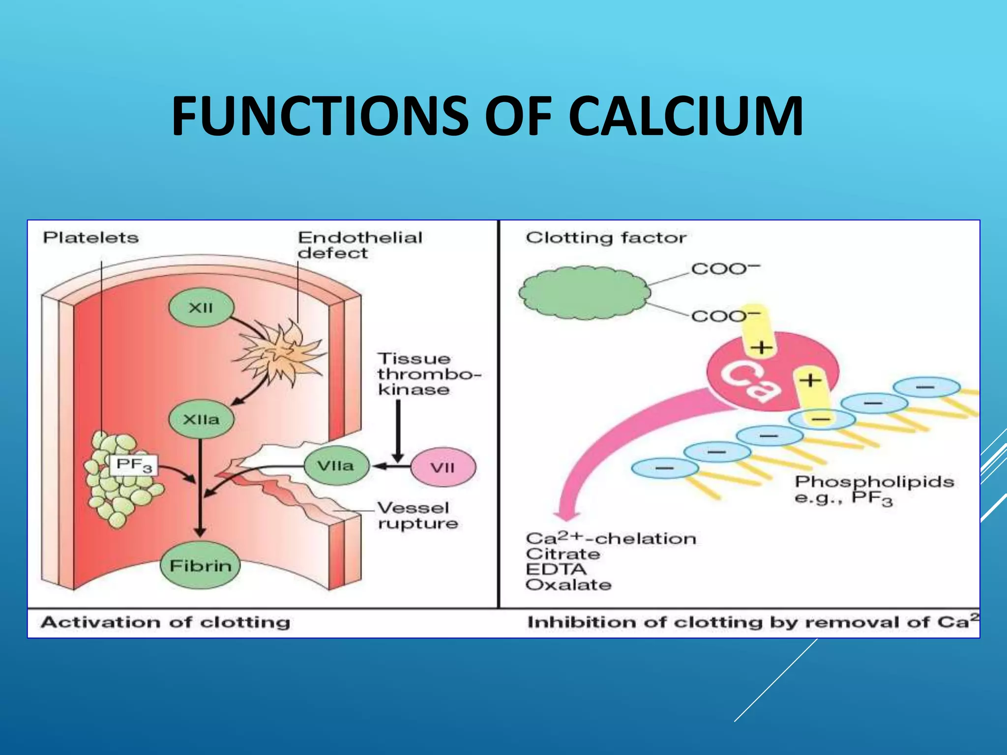 • Neurotransmitter release
• Preserving bone and density
• important cofactor in many enzymatic
reactions
• cell division and growth
• Hemostasis
FUNCTIONS OF CALCIUM
 