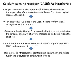 Calcium-sensing receptor (CASR): At Parathyroid
Changes in concentrations of serum Ca2 are sensed by chief cells
through a cell-surface, seven-transmembrane, G protein–coupled
receptor, the CaSR.
When extracellular Ca binds to the CaSR, it elicits conformational
changes within the receptor.
G protein subunits, Gq and Gi, are recruited to the receptor and alter
the amounts or activity of several intracellular mediators within the
chief cell.
Intracellular Ca2 is altered as a result of activation of phospholipase C
(PLC) by the Gq subunit.
This increased intracellular concentration of calcium, inhibits vesicle
fusion and exocytosis of parathyroid hormone
 