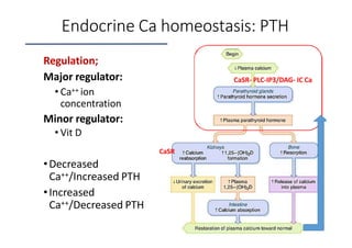 calciumhomeostasis-200517174534.pptx