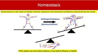 Homeostasis
If the system can not restore balance, It can lead to disease or death!
Homeostasis is the state of steady internal, physical, and chemical conditions maintained by the body.
Challenges/Imbalance
(Extrinsic/Intrinsic)
 