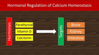 Hormonal Regulation of Calcium Homeostasis
Hormones
Parathyroid
Vitamin D
Calcitonin
Targets
Bone
Kidney
Intestine
 