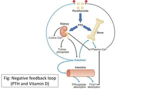 Fig: Negative feedback loop
(PTH and Vitamin D)
 