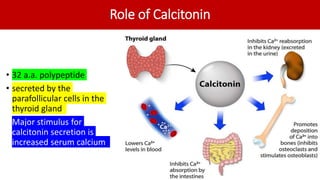 Role of Calcitonin
• 32 a.a. polypeptide
• secreted by the
parafollicular cells in the
thyroid gland.
• Major stimulus for
calcitonin secretion is
increased serum calcium.
 