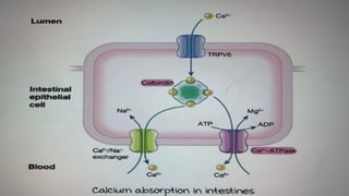 Comprehensive Overview of Calcium Homeostasis and Its Physiological ...
