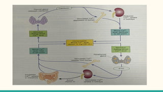 Comprehensive Overview of Calcium Homeostasis and Its Physiological ...