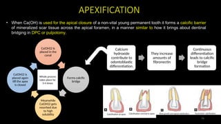 Calcium Hydroxide applications in Dentistry | PPTX
