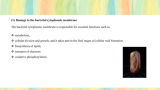 (1) Damage to the bacterial cytoplasmic membrane
The bacterial cytoplasmic membrane is responsible for essential functions such as,
❖ metabolism,
❖ cellular division and growth; and it takes part in the final stages of cellular wall formation,
❖ biosynthesis of lipids,
❖ transport of electrons
❖ oxidative phosphorylation.
 