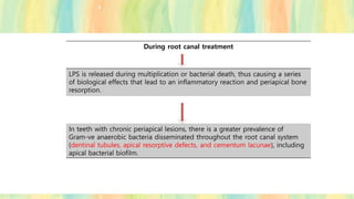 During root canal treatment
LPS is released during multiplication or bacterial death, thus causing a series
of biological effects that lead to an inflammatory reaction and periapical bone
resorption.
In teeth with chronic periapical lesions, there is a greater prevalence of
Gram-ve anaerobic bacteria disseminated throughout the root canal system
(dentinal tubules, apical resorptive defects, and cementum lacunae), including
apical bacterial biofilm.
 