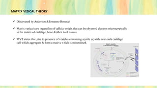 MATRIX VESICAL THEORY
✓ Discovered by Anderson &Ermanno Bonucci
✓ Matrix vesicals are organelles of cellular origin that can be observed electron microscopically
in the matrix of cartilage, bone,&other hard tissues
✓ MVT states that ,due to presence of vesicles containing apatite crystals near each cartilage
cell which aggregate & form a matrix which is mineralised.
 