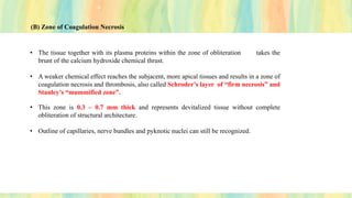 (B) Zone of Coagulation Necrosis
• The tissue together with its plasma proteins within the zone of obliteration takes the
brunt of the calcium hydroxide chemical thrust.
• A weaker chemical effect reaches the subjacent, more apical tissues and results in a zone of
coagulation necrosis and thrombosis, also called Schroder’s layer of “firm necrosis” and
Stanley’s “mummified zone”.
• This zone is 0.3 – 0.7 mm thick and represents devitalized tissue without complete
obliteration of structural architecture.
• Outline of capillaries, nerve bundles and pyknotic nuclei can still be recognized.
 