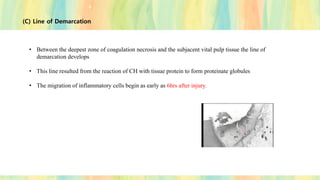 (C) Line of Demarcation
• Between the deepest zone of coagulation necrosis and the subjacent vital pulp tissue the line of
demarcation develops
• This line resulted from the reaction of CH with tissue protein to form proteinate globules
• The migration of inflammatory cells begin as early as 6hrs after injury.
 