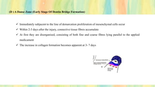 (D ) A Danse Zone (Early Stage Of Dentin Bridge Formation)
✓ Immediately subjacent to the line of demarcation proliferation of mesenchymal cells occur
✓ Within 2-3 days after the injury, connective tissue fibres accumalate
✓ At first they are disorganised, consisting of both fine and coarse fibres lying parallel to the applied
medicament
✓ The increase in collagen formation becomes apparent at 3- 7 days
 