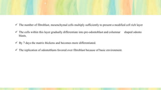 ✓ The number of fibroblast, mesenchymal cells multiply sufficiently to present a modified cell rich layer
✓ The cells within this layer gradually differentiate into pre-odontoblast and columnar shaped odonto
blasts.
✓ By 7 days the matrix thickens and becomes more differentiated.
✓ The replication of odontoblasts favored over fibroblast because of basic environment.
 