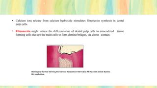 • Calcium ions release from calcium hydroxide stimulates fibronectin synthesis in dental
pulp cells.
• Fibronectin might induce the differentiation of dental pulp cells to mineralized tissue
forming cells that are the main cells to form dentine bridges, via direct contact.
Histological Section Showing Hard Tissue Formation Followed by 90 Days of Calcium Hydrox
ide Application
 