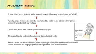CALICIFICATION OF THE BRIDGE
A mineralized barrier or dentin bridge is usually produced following the application of Ca(OH)2.
Necrotic zone is formed adjacent to the material and the dentin bridge is formed between this
necrotic layer and underlying vital pulp .
Calcification occurs soon after the predentin has developed.
The stage of tubular predentin formation may be reached in 2 weeks
After 1-3 month the barrier consists of more coronal layer of irregular osteodentin like tissue with
cellular inclusions and the pulpal part consists of predentin lined with odontoblasts.
 