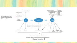 p38 mitogen-activated
protein kinase and cJun
N-terminal kinase
Barrier formation
 
