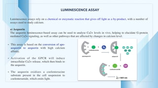 LUMINESCENCE ASSAY
Luminescence assays rely on a chemical or enzymatic reaction that gives off light as a by-product, with a number of
assays used to study calcium.
 

a) Aequori
n

The aequorin luminescence-based assay can be used to analyse Ca2+ levels in vivo, helping to elucidate G-protein
mediated Ca2+ signaling, as well as other pathways that are affected by changes in calcium level.
• This assay is based on the conversion of apo-
aequorin to aequorin with high calcium
af
fi
nity
.

• Activation of the GPCR will induce
intracellular Ca2+ release, which then binds to
the aequorin.
 

• The aequorin oxidizes a coelenterazine
substrate present in the cell suspension to
coelenteramide, which emits light.
 