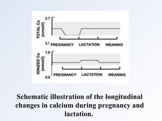 Schematic illustration of the longitudinal
changes in calcium during pregnancy and
lactation.
 