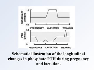 Schematic illustration of the longitudinal
changes in phosphate PTH during pregnancy
and lactation.
 