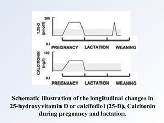 Schematic illustration of the longitudinal changes in
25-hydroxyvitamin D or calcifediol (25-D), Calcitonin
during pregnancy and lactation.
 