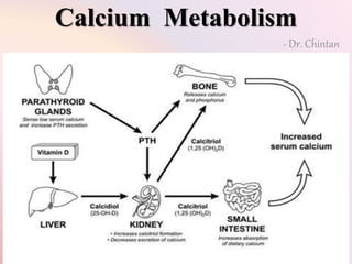 Calcium Metabolism 
- Dr. Chintan 
 