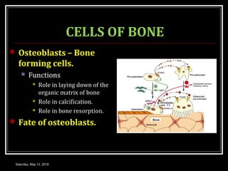 CELLS OF BONE
 Osteoblasts – Bone
forming cells.
 Functions
 Role in laying down of the
organic matrix of bone
 Role in calcification.
 Role in bone resorption.
 Fate of osteoblasts.
Saturday, May 12, 2018
 