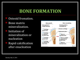 BONE FORMATION
 Osteoid fromation.
 Bone matrix
mineralization.
 Initiation of
mineralization or
nucleation
 Rapid calcification
after enucleation
Saturday, May 12, 2018
 
