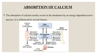 CALCIUM METABOLISM and its uses in dental | PPTX