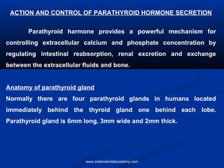 ACTION AND CONTROL OF PARATHYROID HORMONE SECRETION
Parathyroid harmone provides a powerful mechanism for
controlling extracellular calcium and phosphate concentration by
regulating intestinal reabsorption, renal excretion and exchange
between the extracellular fluids and bone.
Anatomy of parathyroid gland
Normally there are four parathyroid glands in humans located
immediately behind the thyroid gland one behind each lobe.
Parathyroid gland is 6mm long, 3mm wide and 2mm thick.
www.indiandentalacademy.com
 