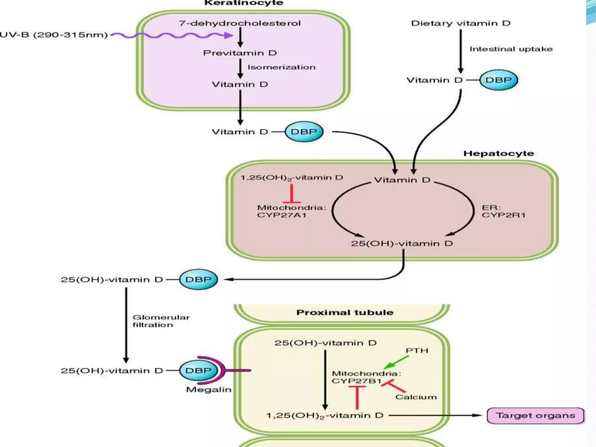 Calcium metabolism and vitamin d deficiency | PPT
