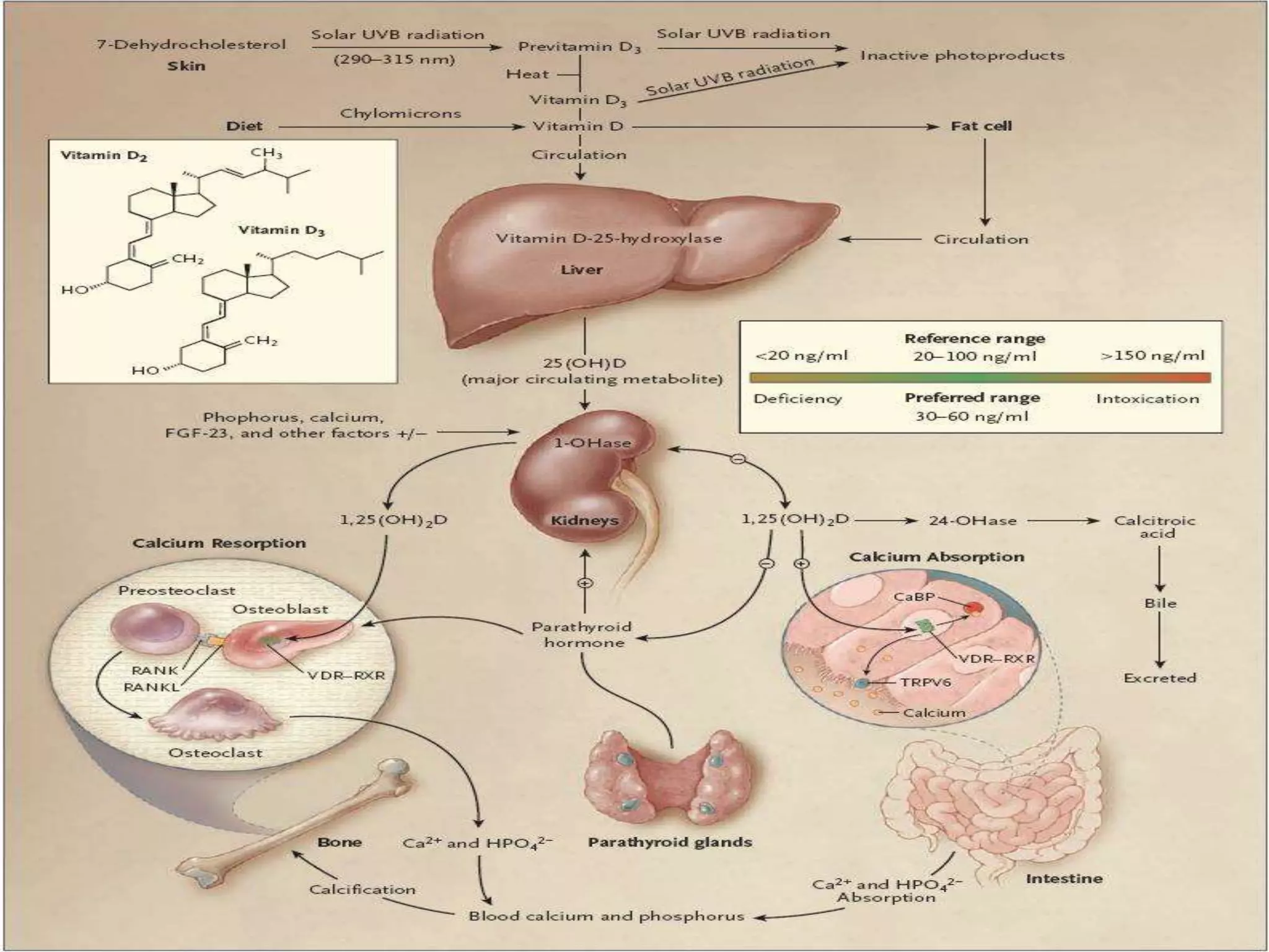 Calcium metabolism and vitamin d deficiency | PPT