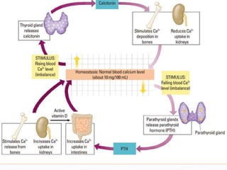 Calcium metabolism and vitamin d deficiency | PPTX