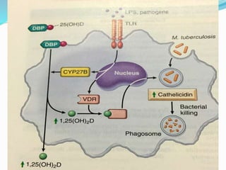 Calcium metabolism and vitamin d deficiency | PPTX