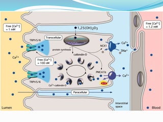 Calcium metabolism and vitamin d deficiency | PPTX