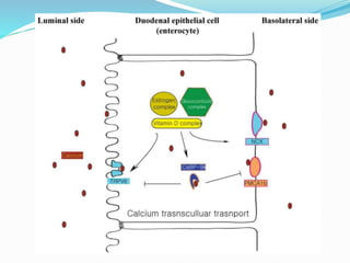 Calcium metabolism and vitamin d deficiency | PPTX