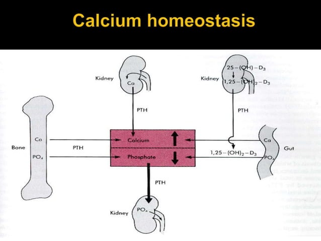 Calcium metabolism and its disorders - UPDATED.ppt | Endocrine and ...