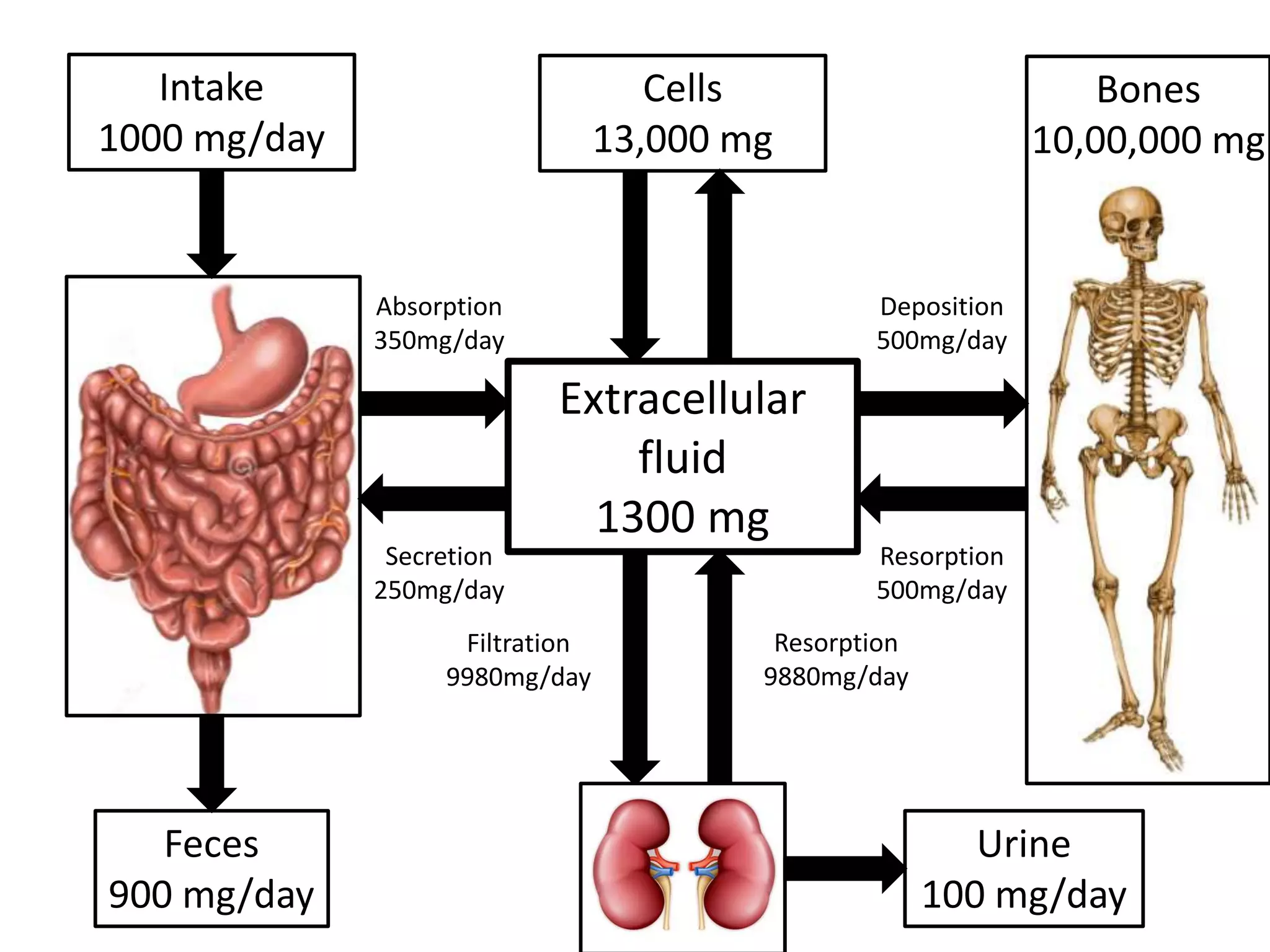 Calcium metabolism and vitamin D | PPTX