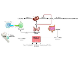Calcium metabolism and vitamin D | PPTX