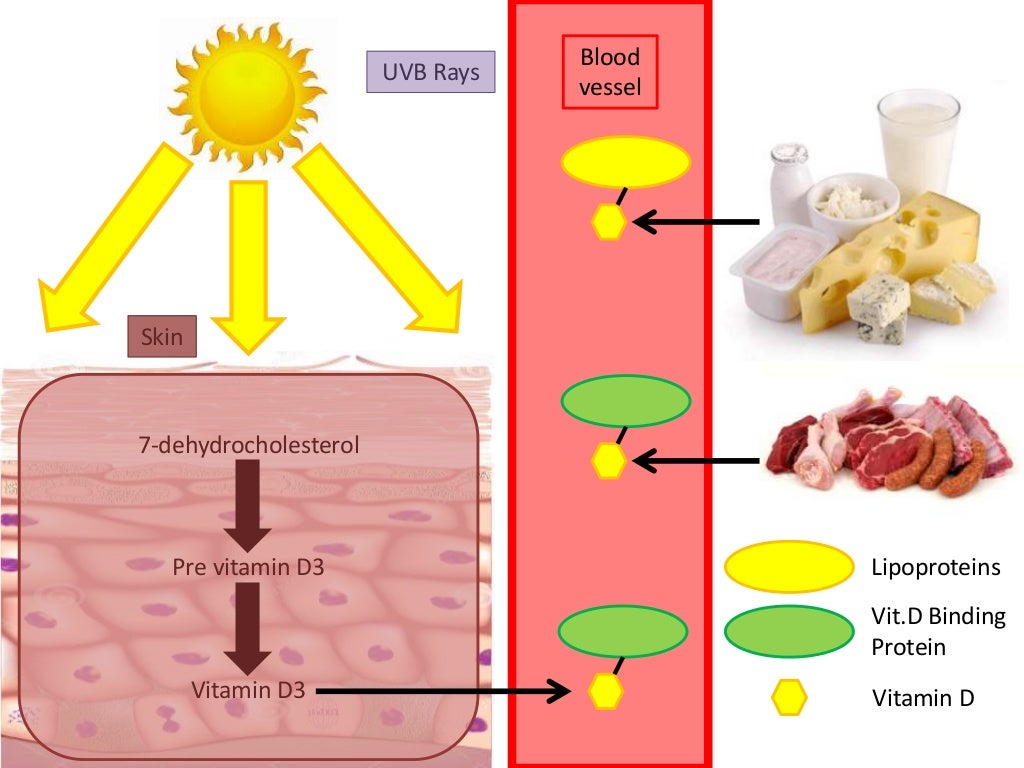 Calcium metabolism and vitamin D