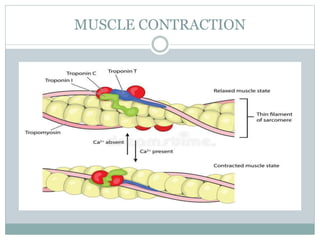 MUSCLE CONTRACTION
 