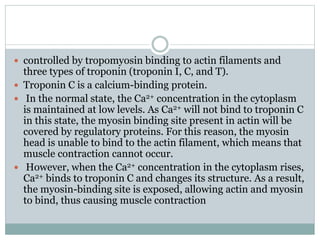  controlled by tropomyosin binding to actin filaments and
three types of troponin (troponin I, C, and T).
 Troponin C is a calcium-binding protein.
 In the normal state, the Ca2+ concentration in the cytoplasm
is maintained at low levels. As Ca2+ will not bind to troponin C
in this state, the myosin binding site present in actin will be
covered by regulatory proteins. For this reason, the myosin
head is unable to bind to the actin filament, which means that
muscle contraction cannot occur.
 However, when the Ca2+ concentration in the cytoplasm rises,
Ca2+ binds to troponin C and changes its structure. As a result,
the myosin-binding site is exposed, allowing actin and myosin
to bind, thus causing muscle contraction
 