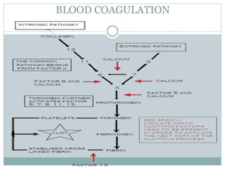 BLOOD COAGULATION
 