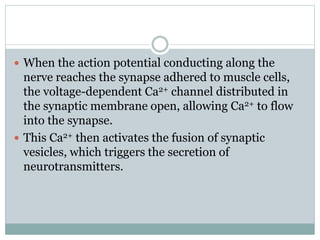  When the action potential conducting along the
nerve reaches the synapse adhered to muscle cells,
the voltage-dependent Ca2+ channel distributed in
the synaptic membrane open, allowing Ca2+ to flow
into the synapse.
 This Ca2+ then activates the fusion of synaptic
vesicles, which triggers the secretion of
neurotransmitters.
 