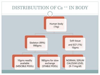 DISTRIBUUTION OF Ca ++ IN BODY
Human body
(1kg)
Skeleton (99%)
990gms
10gms readily
available
(MISCIBLE POOL)
980gms for slow
exchange
(STABLE POOL)
Soft tissue
and ECF (1%)
10gms
NORMAL SERUM
CALCIUM LEVEL
(9-11mg/dl)
 